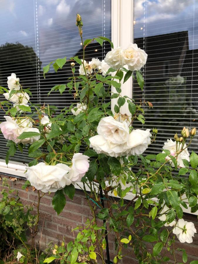 Vakantiewoning In Middelburg Zeeland Екстериор снимка